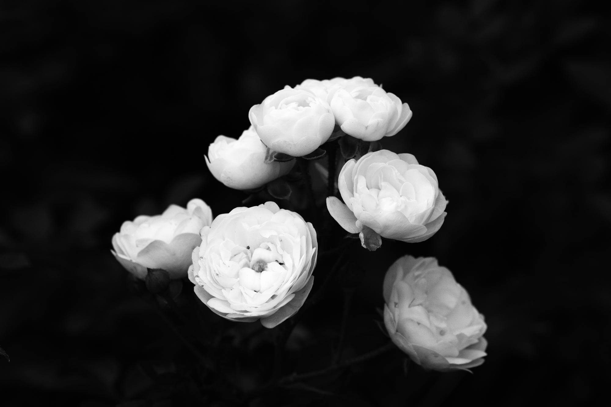 penthos-enilikon