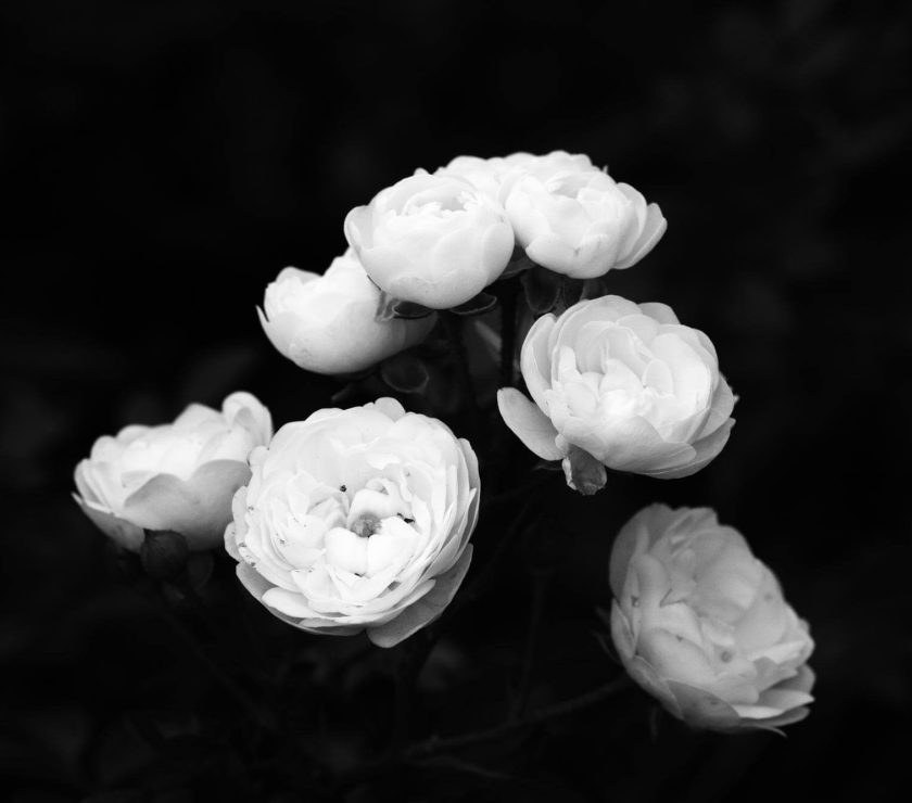 penthos-enilikon